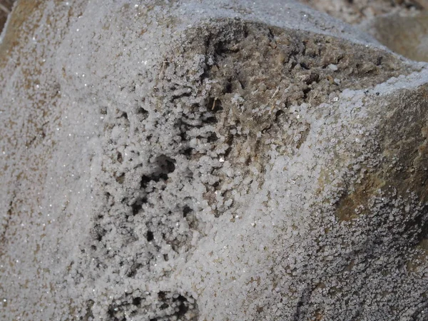 Cristaux de sel naturel à la surface du bois gros plan sur le lac salé — Photo