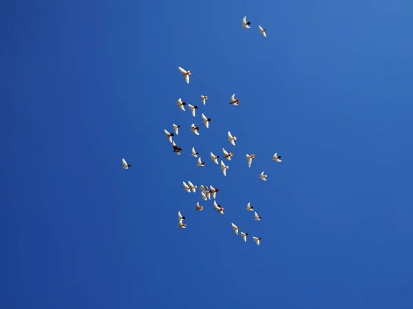 Rebanho de pombas brancas voa no céu azul — Fotografia de Stock