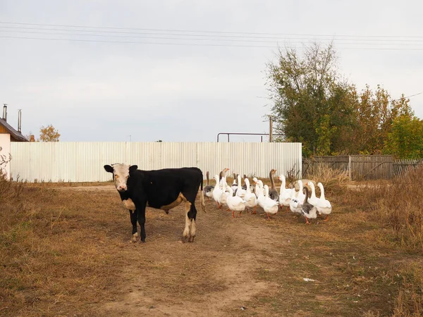 Śliczny, czarny, mały byczek stoi obok grupy Gusa. Czarno na białym. Byk otoczony kaczkami i gęsiami. Rolnictwo — Zdjęcie stockowe