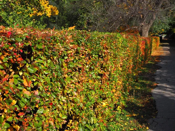 Sebe no outono no Parque. belas folhas coloridas pitorescas do arbusto — Fotografia de Stock