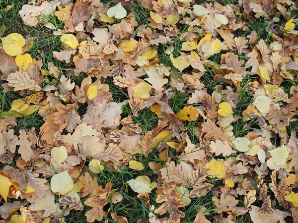 Trawa trawnik z opadłych liści. — Zdjęcie stockowe