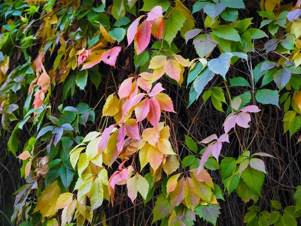 Väggarna är övervuxna med gröna blad av vilda druvor. Naturlig bakgrund för design. — Stockfoto