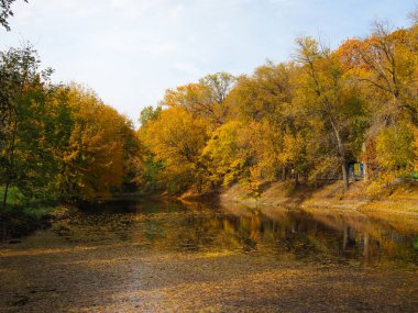 Parktaki güzel, sıcacık sonbahar manzarası. Gölet düşmüş sarı yapraklarla kaplıdır.