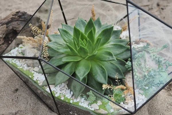 Vase en verre fleuri avec succulents et cactus sur fond naturel au coucher du soleil. Plantes d'accueil — Photo