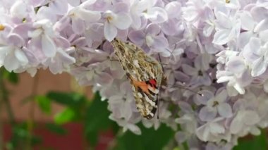 Bahçedeki çiçek açan leylak çalısının güzel manzarası. Kelebek narin leylak çiçeklerinin üzerinde oturuyor. Bir buket mor leylak çiçekli bahar manzarası, yakın plan..