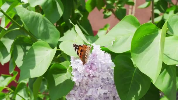 Beautiful View Blooming Lilac Bush Garden Butterfly Sitting Delicate Lilac — Stock Video