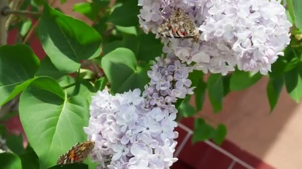 Krásný Výhled Kvetoucí Šeříkový Keř Zahradě Motýl Sedí Jemných Šeříkových — Stock video