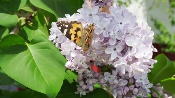 Krásný Výhled Kvetoucí Šeříkový Keř Zahradě Motýl Sedí Jemných Šeříkových — Stock video