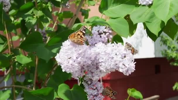 Beautiful View Blooming Lilac Bush Garden Butterfly Sitting Delicate Lilac — Stock Video