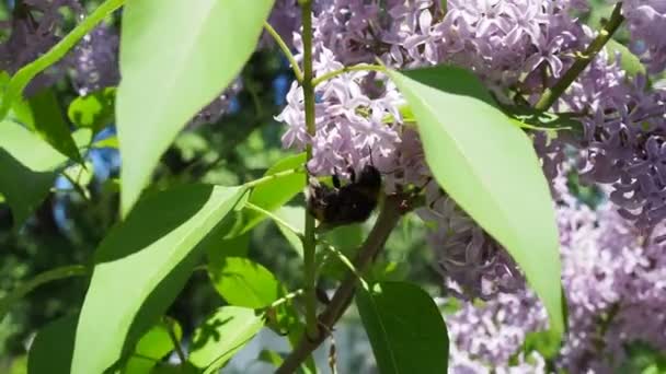 Bumble Bee Pollinerande Rosa Lila Blommor Lila — Stockvideo