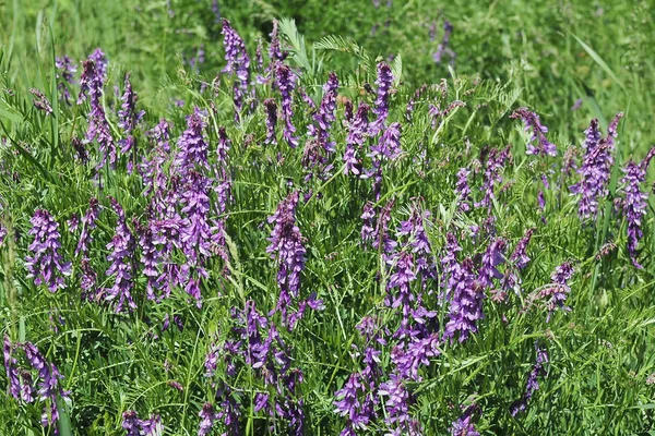 Vicia Sativa Känd Som Vicker Trädgårdsvicker Taror Eller Vicker Kvävefixerande — Stockfoto