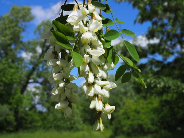 Árvore Acácia Florescente Com Flores Brancas Céu Azul Primavera Ensolarada — Fotografia de Stock