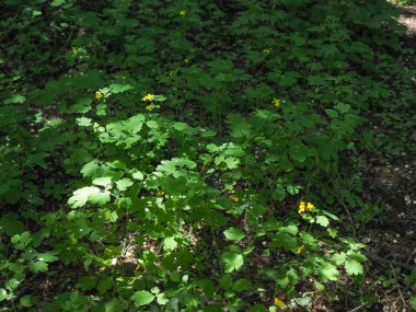 Çiçek açan celandine, Chelidonium majus, daha büyük celandine, meme ucu otu, kırlangıç otu ya da batan güneş ışınlarıyla aydınlatılan ormandaki tetterwort. Yeşil ormanın arka planında Celandine.