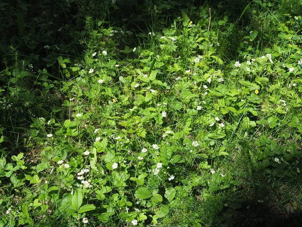 Vad Szamóca Virágzik Erdőben — Stock Fotó