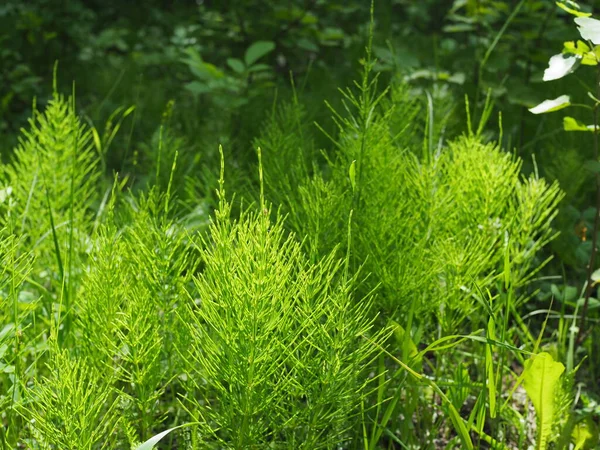 Forest Horsetail Shade Trees Summer Medicinal Plant Horsetail Forest Field — Stock Photo, Image