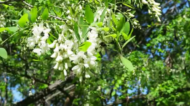 Blooming Acacia Forest Bumblebee Collects Nectar Fragrant Flowers — Stock Video