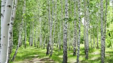 Birch korusu güneşli bir yaz gününde, manzara afişi, büyük bir manzara