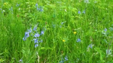 Çiçekli çilek tarlası at kuyruğu ve diğer çayır çiçekleriyle yeşil bahar çayırı.