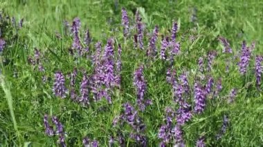 Vicia sativa, bilinen adıyla 