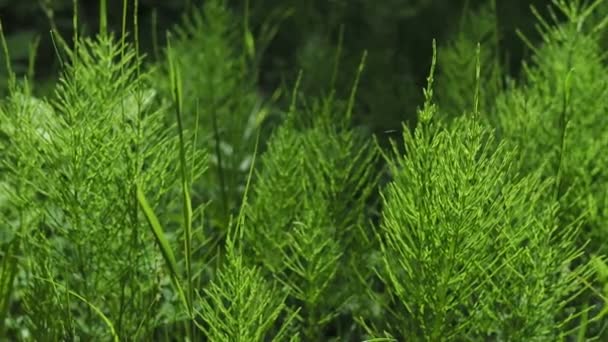 Cavalinha Floresta Sombra Das Árvores Verão Planta Medicinal Horsetail Floresta — Vídeo de Stock
