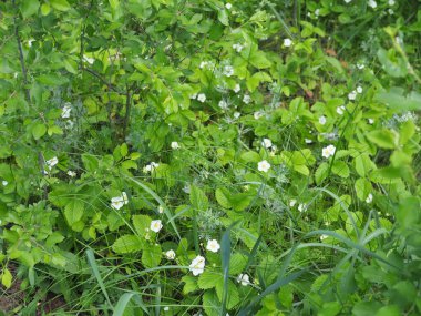Ormanda açan yabani çilek güneşli bahar gününde.