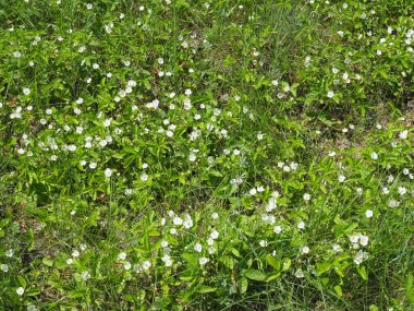 Ormanda açan yabani çilek güneşli bahar gününde.