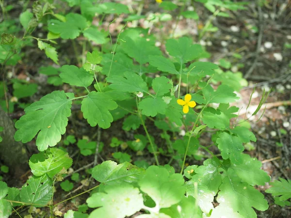 Blühende Gelbe Schöllkraut Pflanze Wald Chelidonium Majus Oder Schöllkraut Oder — Stockfoto