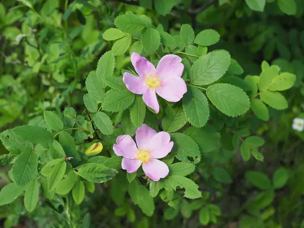 Rosa Salvaje Bush Florece Primavera Brillantes Hermosas Flores Rosa Mosqueta —  Fotos de Stock