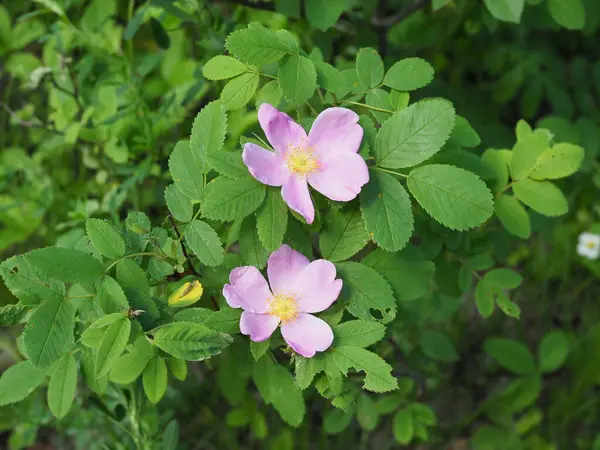 Wild Rose Bush Blooms Spring Bright Beautiful Rosehip Flowers Delicate — Stock Photo, Image