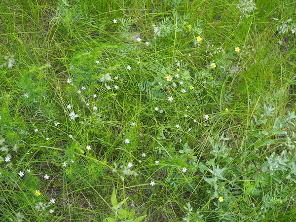 Kis Fehér Virágok Makró Lövés Zöld Természet Tavaszi Virágos Háttér — Stock Fotó