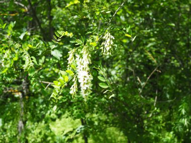 Beyaz çiçeklerle açan akasya ağacı ve güneşli baharda mavi gökyüzü..