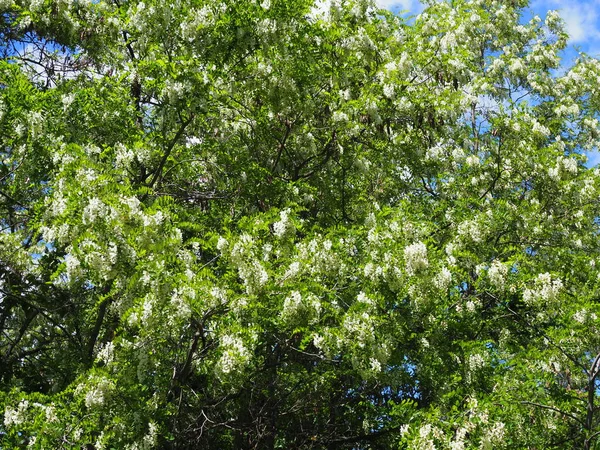 Blooming Acacia Tree White Flowers Blue Sky Sunny Spring — Stock Photo, Image