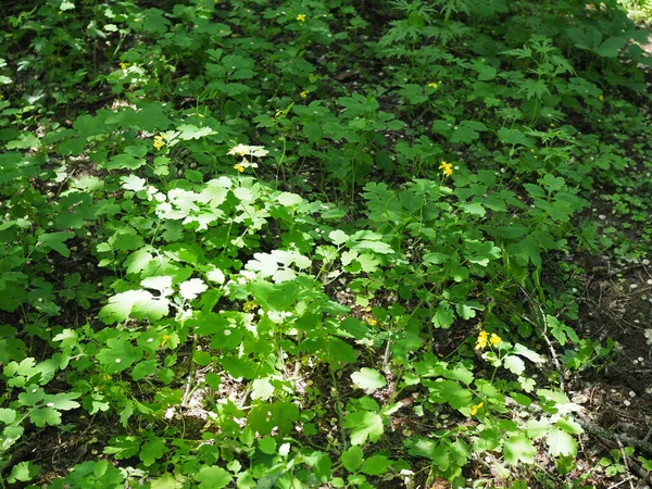 Floraison Celandine Jaune Dans Forêt Chelidonium Majus Supérieur Celandine Tetterwort — Photo