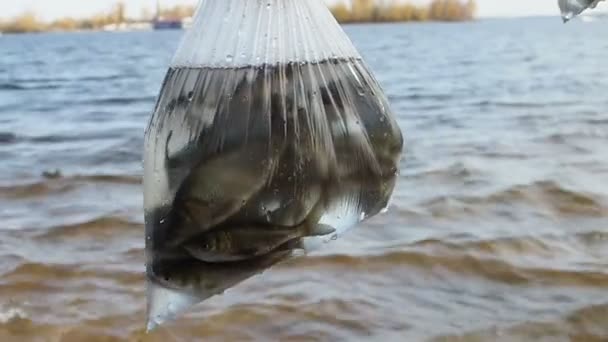 The process of releasing fish to local rivers. Young people and volunteers save the river's ecosystem. — Stock Footage Process Releasing Fish Local Rivers Young People Volunteers River Ecosystem Stock Video
