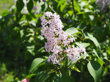 Çiçek açan leylağın bahar dalı.