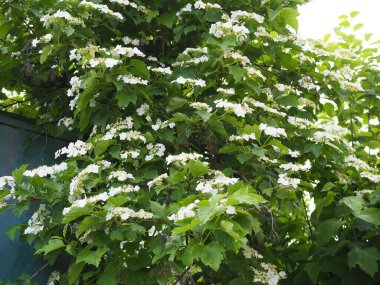 Viburnum opulus, Guelder gülü. Koyu yeşil arka planda çiçek açan güzel beyaz Viburum çalıları. Seçici odaklanma, yakın plan. Yeşil tasarım için doğa konsepti