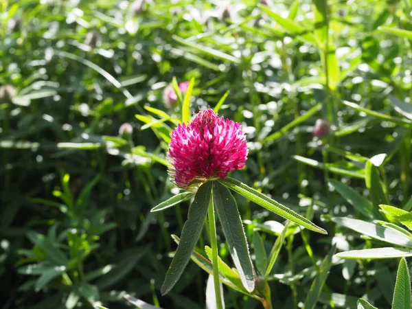 Doğa Bitkisinin Çiçek Yoncalarının Makro Fotoğrafı Çiçek Yoncasının Arkaplan Dokusu — Stok fotoğraf