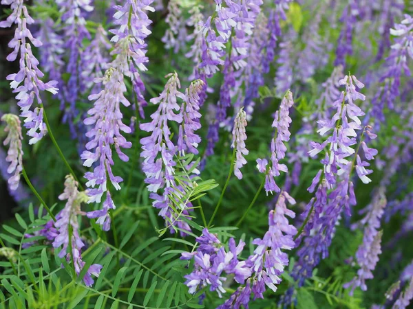 Planta Floreciente Lunares Elegante Lat Vicia Elegans Crimea Foco Local —  Fotos de Stock