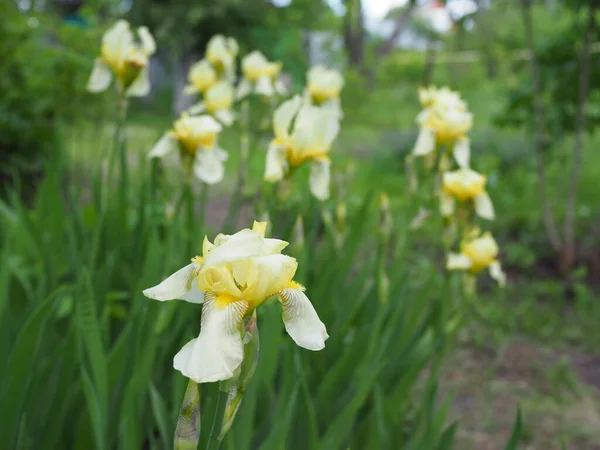 Gros Plan Sur Les Magnifiques Iris Jaunes — Photo