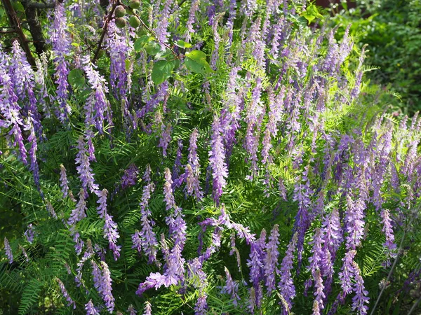 Çiçek açan polka nokta zarif, lat. Vicia elegans ,