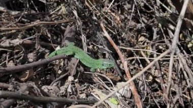 Baharda kuru dallar arasında parlak yeşil kertenkele