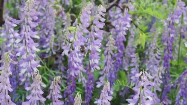 Kuş Vetch Vicia cracca 'da Yaban Arısı 