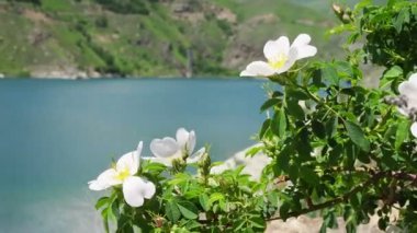 Güzel bir dağ gölünün arka planında rüzgarda sallanan gül ağacı çalılarının güzel beyaz çiçekleri