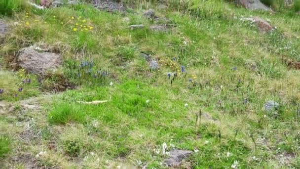 Schöner Frühlingshintergrund Wilde Blumen Blühen Auf Den Almwiesen Hoch Den — Stockvideo