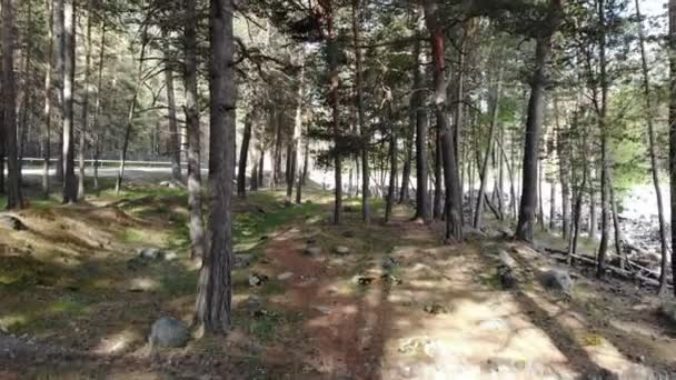 Drone dans la forêt. Drone volant à travers la forêt de pins d'été 