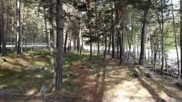 Drone Dans Forêt Drone Volant Travers Forêt Pins Été — Video