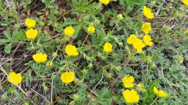 Lindas flores na paisagem de montanhas perto. Flores Alpinas Selvagens Focadas close-up no fundo da grama verde. macro flores alpinas frescas no verão . — Vídeo de Stock