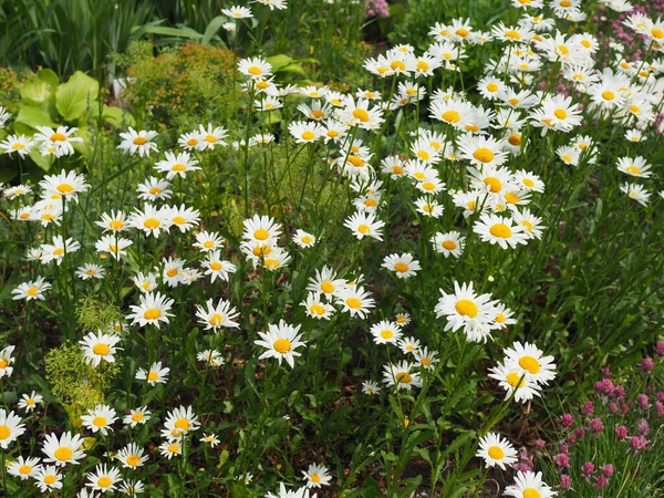 Schöne Wiese im Frühling voller blühender Gänseblümchen mit weiß-gelben Blüten und grünem Gras - Ochsenblümchen, Leucanthemum vulgare, Dox-eye, Gänseblümchen, Hundsblümchen, Mondblümchen - Konzeptgarten — Stockfoto