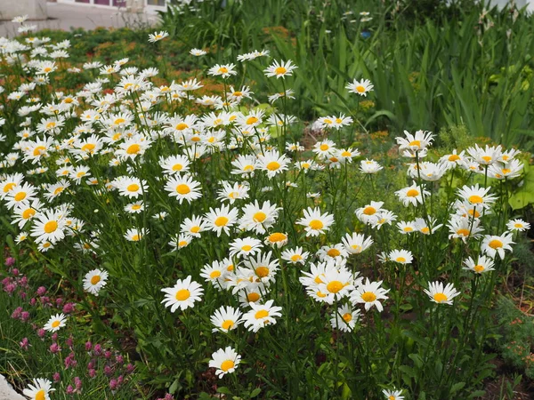 Schöne Wiese im Frühling voller blühender Gänseblümchen mit weiß-gelben Blüten und grünem Gras - Ochsenblümchen, Leucanthemum vulgare, Dox-eye, Gänseblümchen, Hundsblümchen, Mondblümchen - Konzeptgarten — Stockfoto