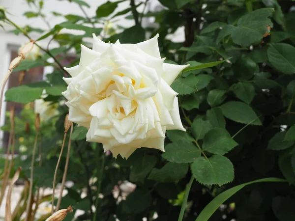 Piękny kwiat biały szczegół róży. Delikatna biała róża zbliżenie z odcieniami złota. — Zdjęcie stockowe